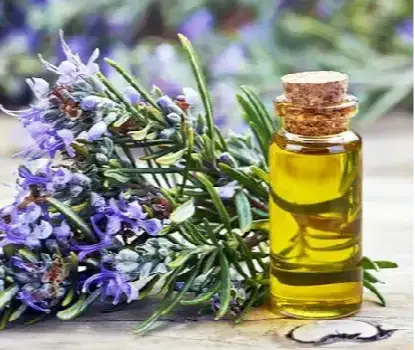 Rosemary Oil