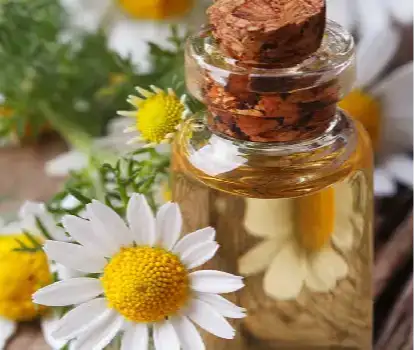 Chamomile Oil