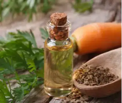 Carrot Seed Oil