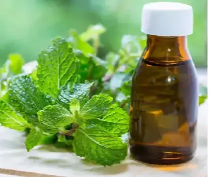 Mentha Piperita Oil